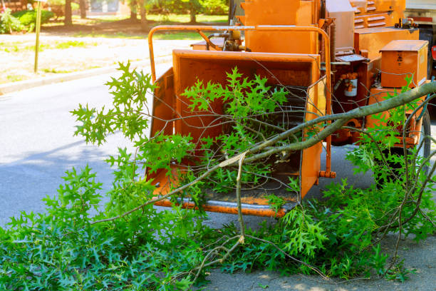  Womelsdorf, PA Tree Service Pros